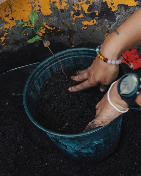 Estuvimos Transportando Las Pl Ntulas Recolectadas De Estas Plantas