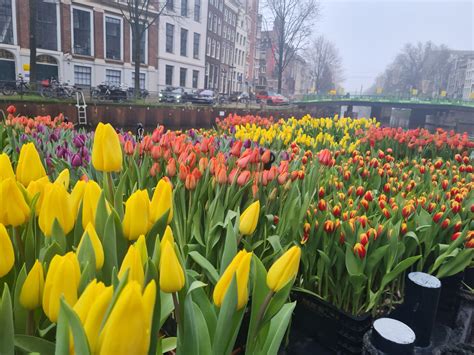 Tulips In Amsterdam