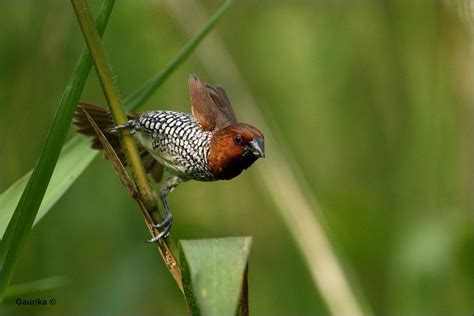 Sinharaja Rain Forest (Biosphere Reserve) | AmazingLanka.com ...