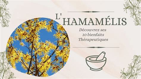 L HAMAMÉLIS découvrez 10 utilisations thérapeutiques santé