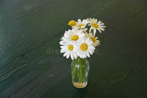 Pretty Bouquet Of Fresh Cut Daisies In A Vase Stock Image Image Of