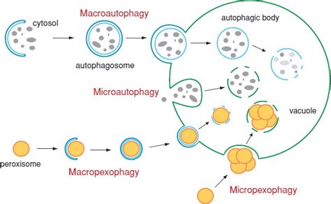 The Molecular Mechanism Of Autophagy Molecular Medicine Full Text