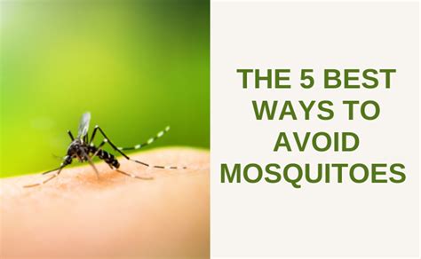 The 5 Best Ways To Avoid Mosquitoes Majorsweeps