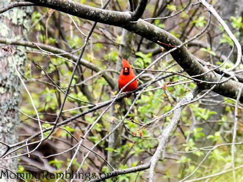 8 of My Favorite Bird Feeders | Mommy Ramblings