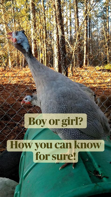 How To Raise Guinea Fowl Artofit