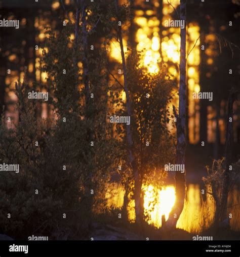 Waldlichtung In Der Abendsonne Stock Photo Alamy