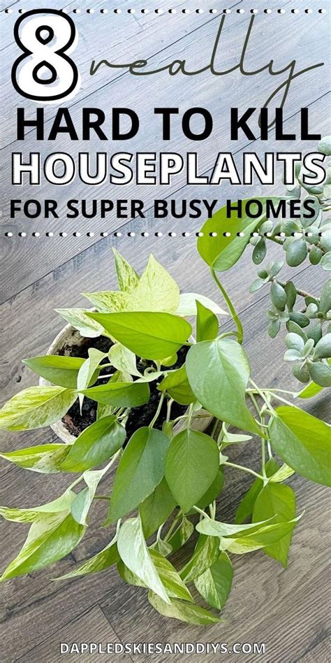 Here Are My Top 8 Picks For The Best Hard To Kill Houseplants If You