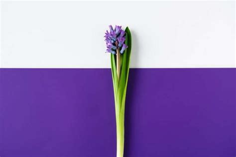 Purple Hyacinth Meaning & Symbolism: 6 Key Interpretations - Petals And Hedges