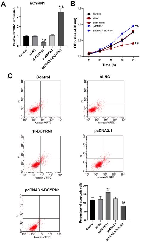 Overexpression Of Long Non Coding Rna Bcyrn Promotes Trophoblast Cell