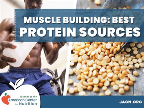 Comparing Rice And Pea Protein Vs Whey For Muscle Building Journal Of The American Center For