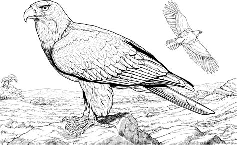 Bald Eagle Coloring Pages