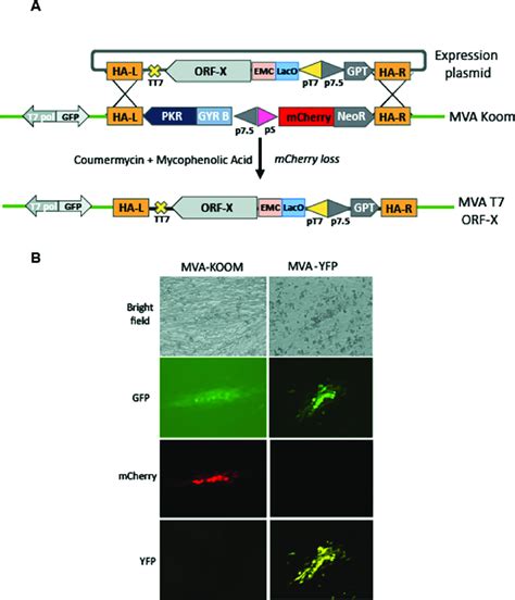 Construction Of Virus Recombinants By Combined Positive And Negative