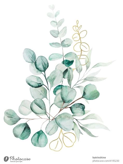 Watercolor Eucaliptus Leaves Bouquet Illustration A Royalty Free