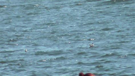 Bikini Beach Girls Videos Vol