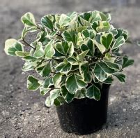 Ficus Triangularis Bush Var Tri State Foliage In House Availability