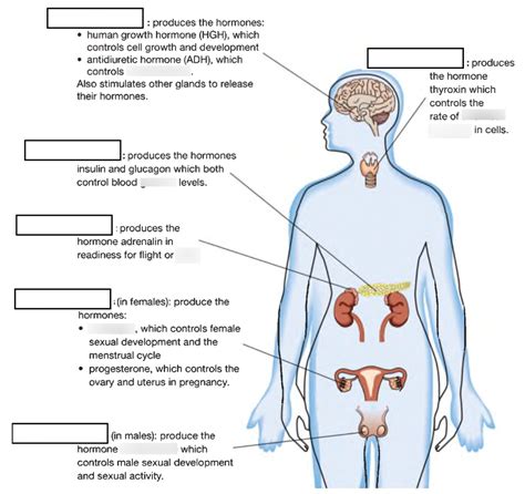 Diagram Of Endocrine System Quizlet