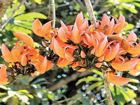 palash tree palash tree  flame   forest tree stock photo