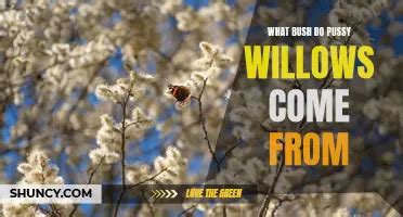 Exploring The Symbolic Meaning Of Pussy Willows Shuncy