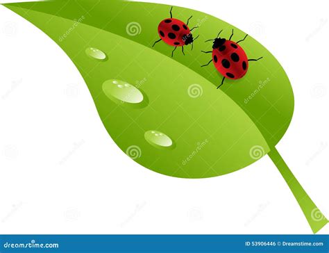 Lieveheersbeestjes Op Blad Vector Illustratie Illustration Of Tuin