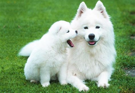 Фотографии самоедской лайки (50 фото) 🔥