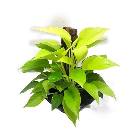 Jiboia Lim O Epipremnum Aureum Neon