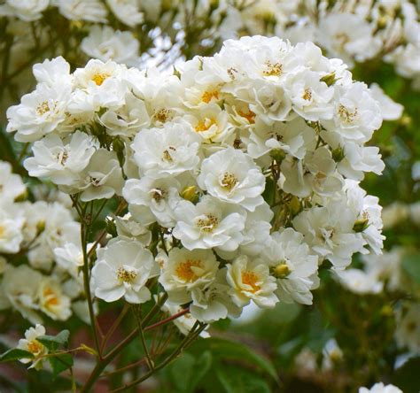 Rose Rambling Rector Climbing Rose Climbing Roses Roses Garden