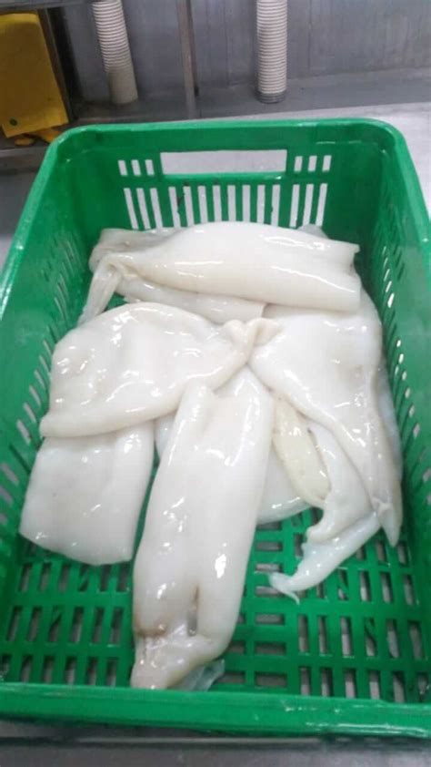 12 AUGUST 2022, ECUADOR. BONISEAFOOD INC offer BABY GIANT SQUID ...