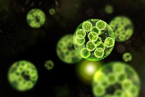 CHLORELLA VULGARIS EXTRACT - Wirkstoffe - Lombagine