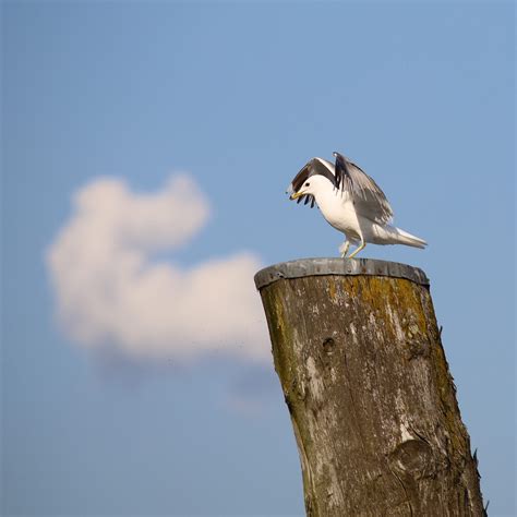 Gull Bird Nature Free Photo On Pixabay Pixabay