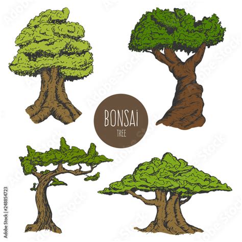 Japanese Bonsai Tree Drawing Aneka Ragam Bentuk Bonsai