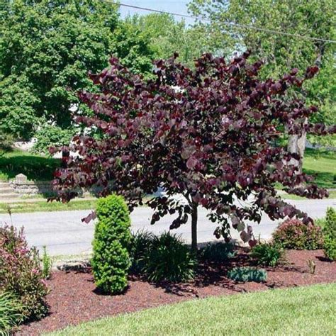 Forest Pansy Redbud | Forest Pansy Redbud Tree - PlantingTree