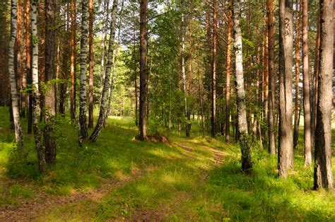 Forest Landscape Free Stock Photo - Public Domain Pictures