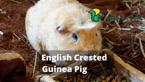 English Crested Guinea Pig | Important Facts And Characteristics