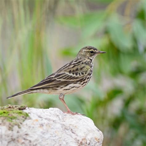 Rosy Pipit stock image. Image of roseatus, pipit, bird - 35484439