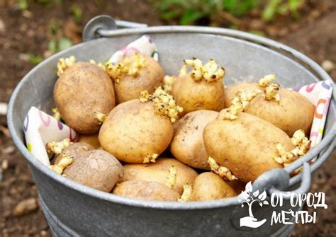 Какие удобрения лучше использовать при посадке картофеля