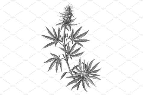 Cannabis Plant Drawing Isolated | Healthcare Illustrations ~ Creative ...