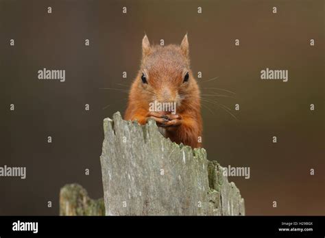 Eichhörnchen Sciurus Vulgaris sitzen auf einem Baumstamm Essen eine