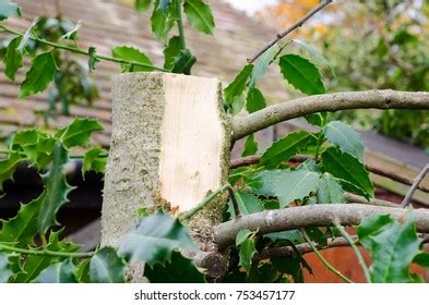 Holly Trees Post Pruning Photos and Images | Shutterstock