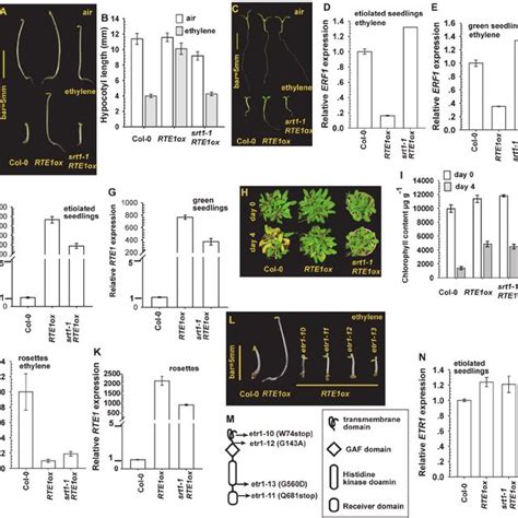 Effect Of SUPPRESSOR OF RTE1 OVEREXPRESSION1 SRT1 On The Ethylene