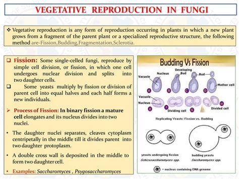 Different modes of reproduction of fungi and reproductive structure and nutrition.pptx