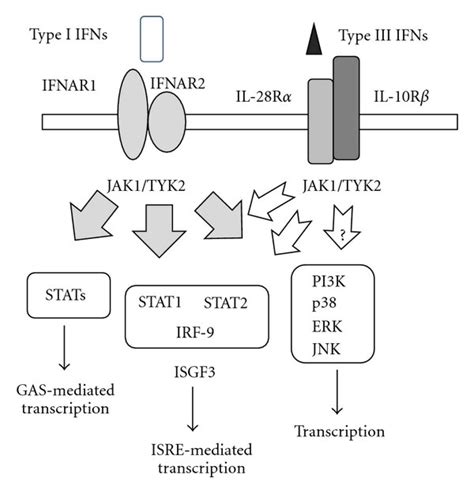 Signaling Pathways Mediated By Type I And Type Iii Ifns Type I Ifns