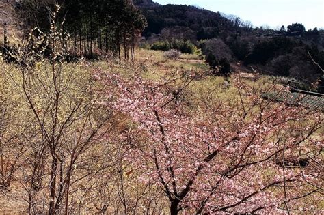 繧ｫ繝ｯ繝じ繧ｯ繝ｩ 譚ｾ逕ｰ逕ｺ蟇Ο繧ｦ繝舌う蝨 花を訪ねてウォーキング