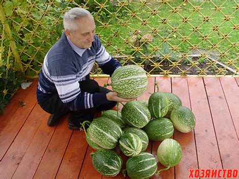 Фицефалия – многолетняя тыква с гор
