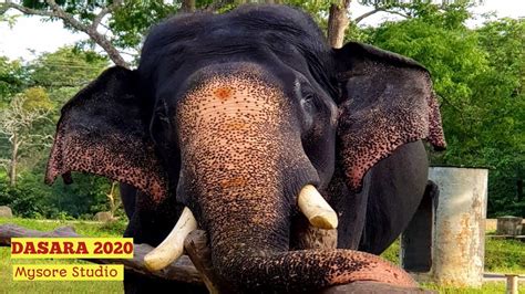 Arjuna Ambari Elephant in Nagarahole National Park (Aug2020) Mysore ...