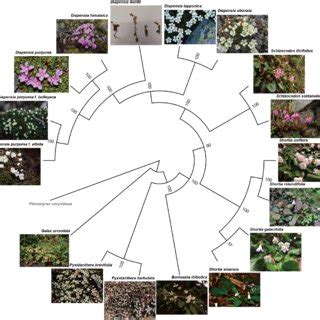 Phylogenetic Tree Reconstructed With Raxml Based On The Loci Taxa