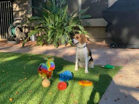 Why Do Beagles Whine and Cry So Much Top Reasons Explained