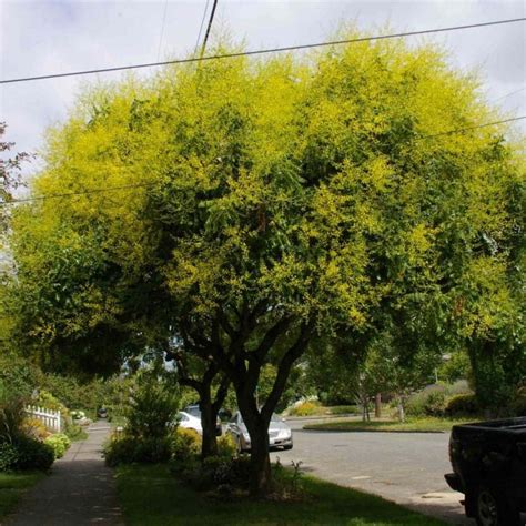 Golden Rain Tree Koelreuteria Paniculata Pride Of India 20 Seeds Uk