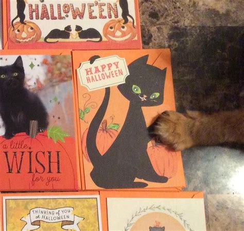 Taking pics of cat Halloween cards I nabbed...and my cat high fived one of them... #cats ...