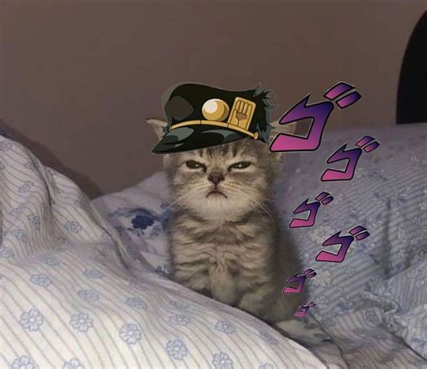 Gato Jotaro Şirin kedi Anime kedi Kedi