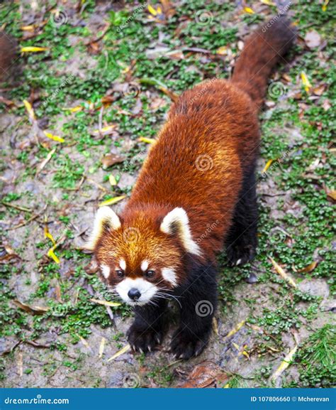 Panda Minore Il Panda Minore Sta Sulle Sue Gambe Posteriori Primo Piano